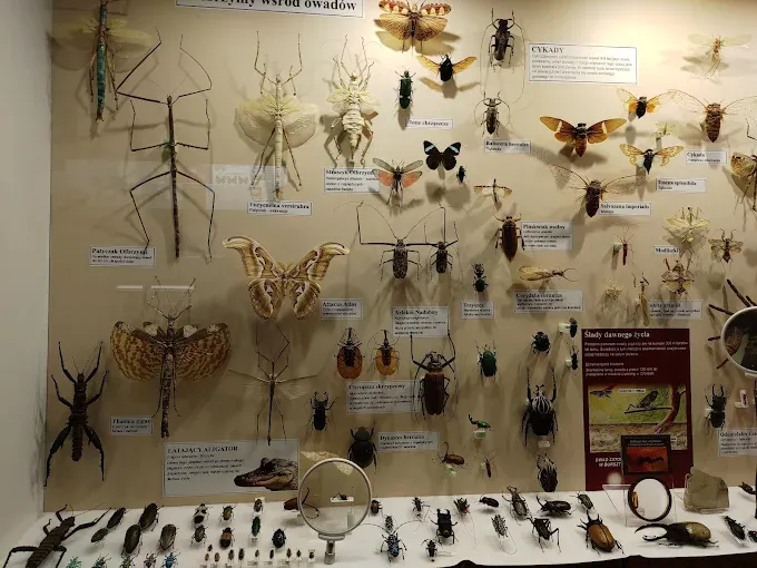 Muzeum Motyli we Władysławowie